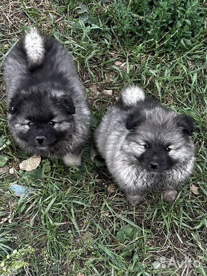 Кеесхонд-внучки чемпиона Америки с документами РКФ