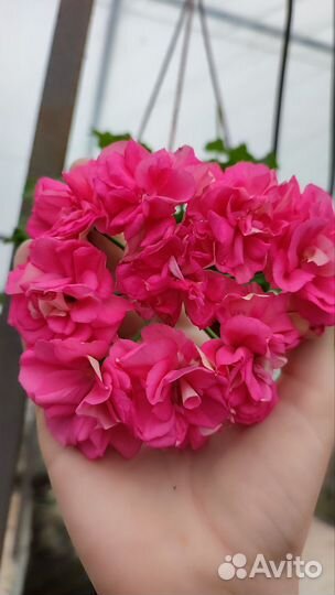 Пеларгонии сортовые