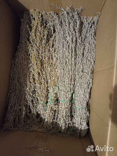 Полынь горькая серебристая