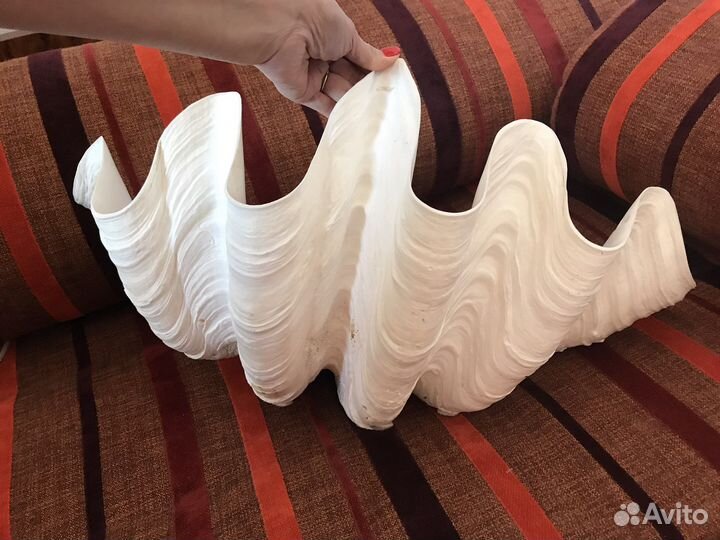 Раковина океаническая или морская. Ракушка