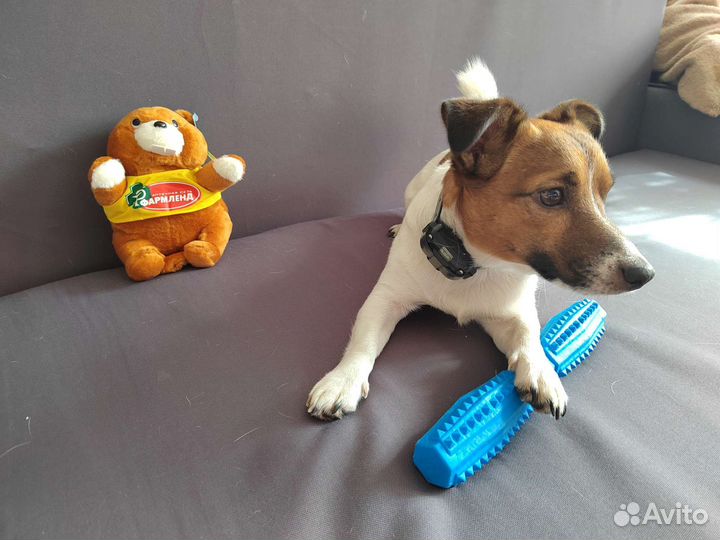 Вязка джек рассел терьер