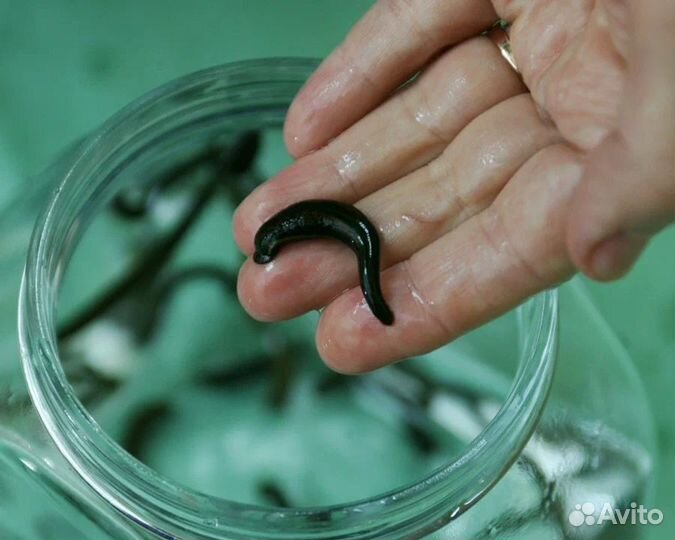 Пиявка лечебная