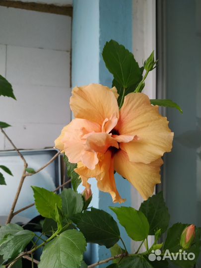 Гибискус китайская роза