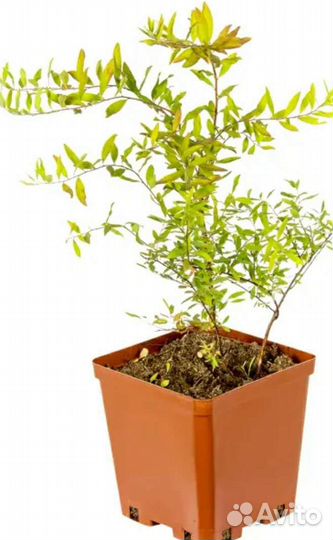 Спирея ниппонская