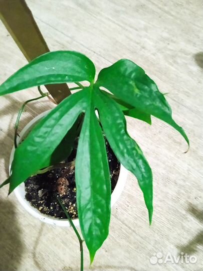 Эпипремнум