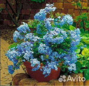 Дуранта,свинчатка