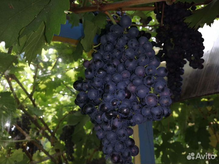 Саженцы винограда