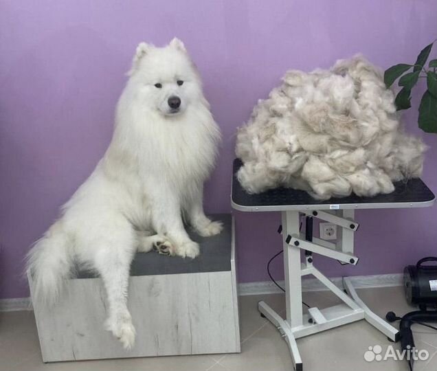 Груминг Атмосфера Чистоты