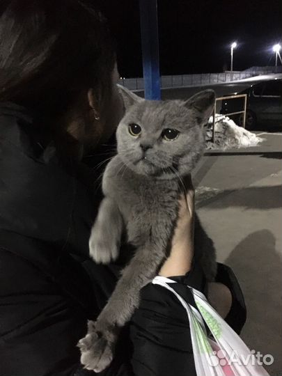 Кошка