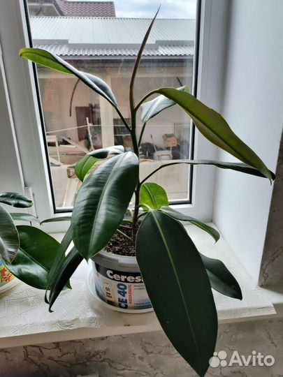 Фикусы, спатифиллум, декабрист, традесканция