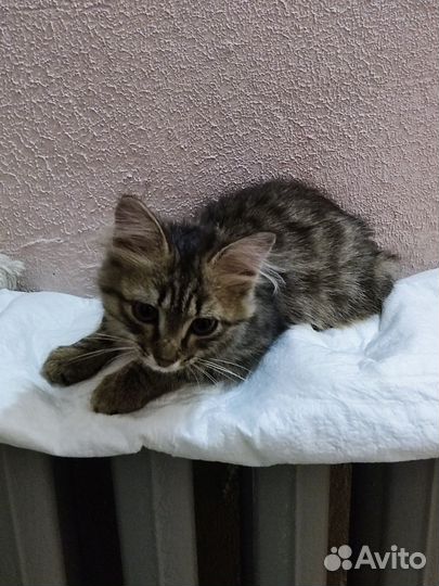 Котенок в добрые руки