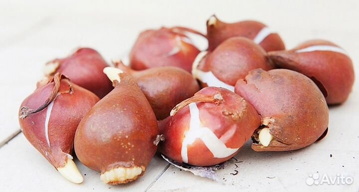 Луковицы тюльпанов для выгонки