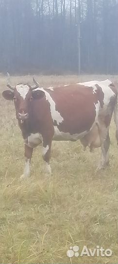 Корова на мясо и бык