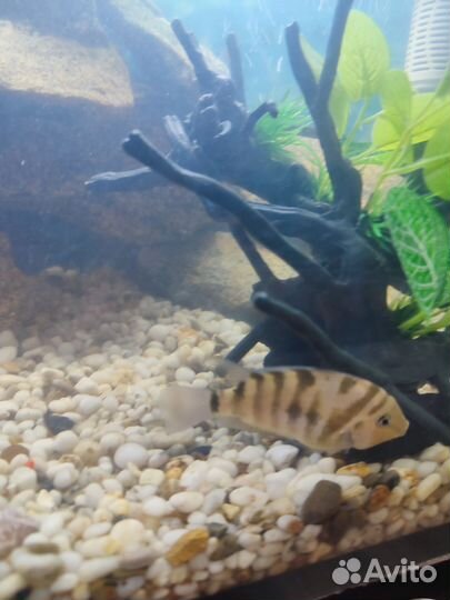 Цихлозома чернополосая