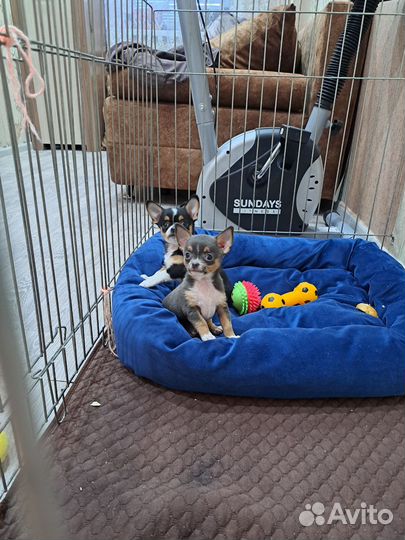 Щенки чихуахуа