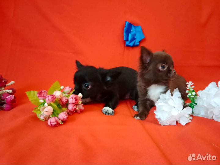 Чихуахуа мелкий стандарт мальчики