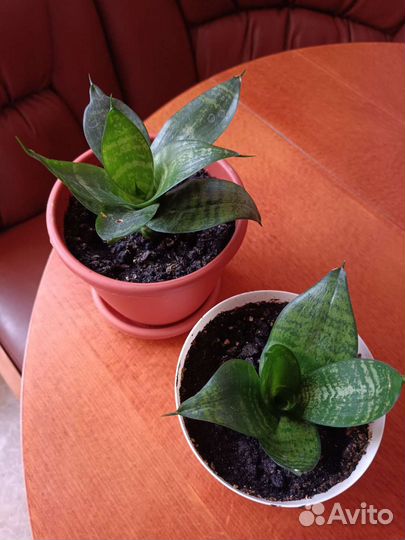 Комнатные цветы