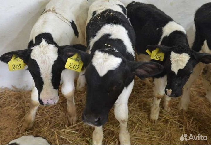 Бычки от 1 месяца