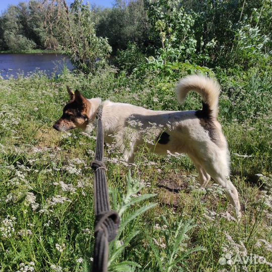 Кася ищет дом