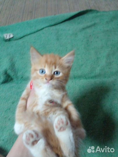 Отдам бесплатно