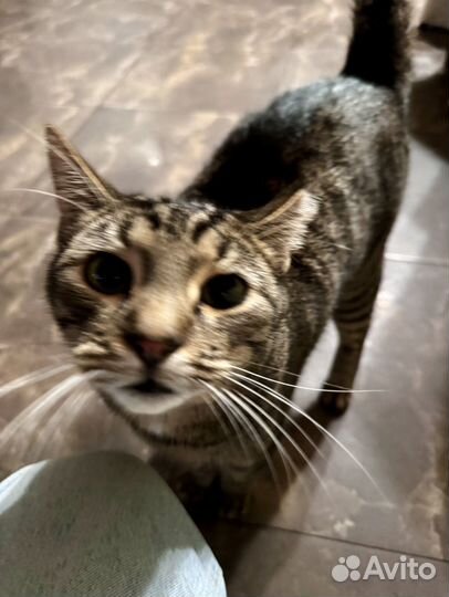 Миленький котик