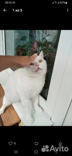 Котик в добрые лапки