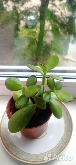 Толстянка (денежное дерево)