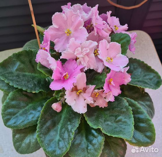 Фиалка в горшке