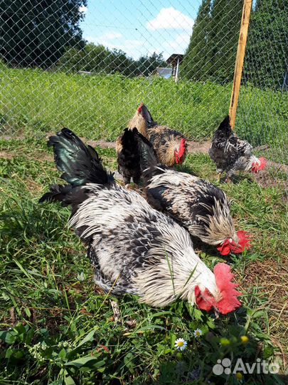 Молодые петухи