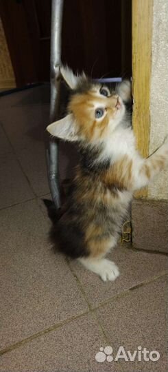 Котята в добрые руки бесплатно