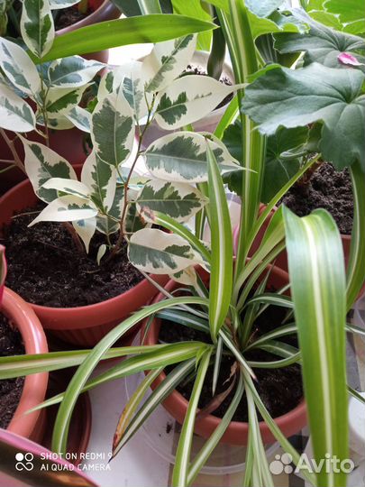 Хлорофитум