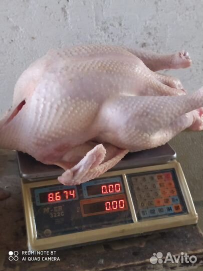 Мясо домашней птицы