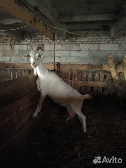 Коза процентная руско-нубийская