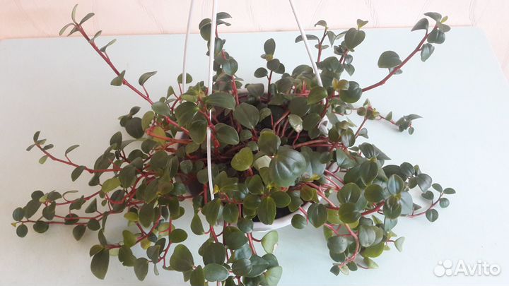 Неприхотливые растения - Пеперомия и Юкка