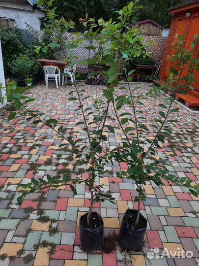 Алыча Солнечный зайчик