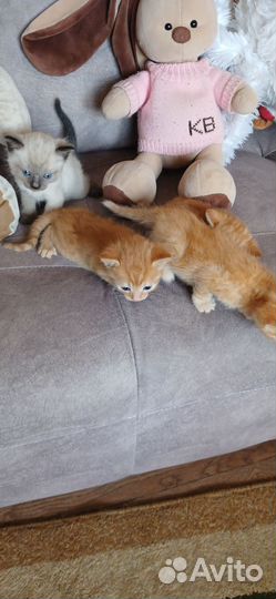 Котята в добрые руки