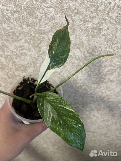 Спатифиллум домино вариегатный