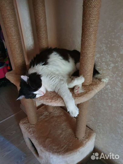 Зооняня, передержка котов и грызунов