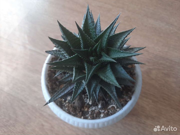 Коллекционные виды суккулентов (не Голландия)