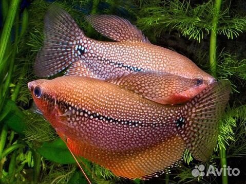 Рыбки для аквариума