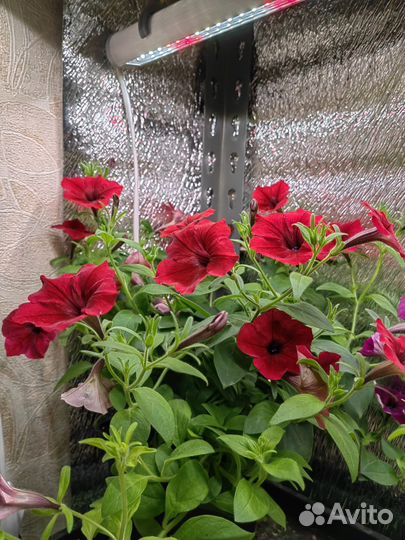 Петуния тайдал вейв сильвер, ред велюр, петхоа