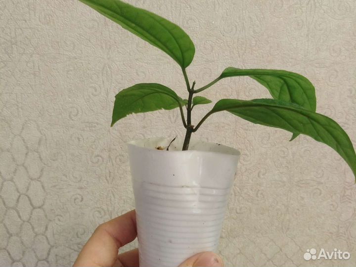 Клеродендрум Томпсона, Шмидта, Энерме вар