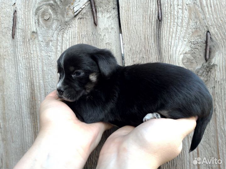 Щенки спаниеля