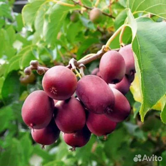 Саженцы актинидии(киви)