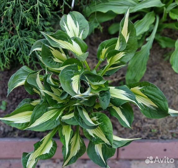 Хосты гибридные