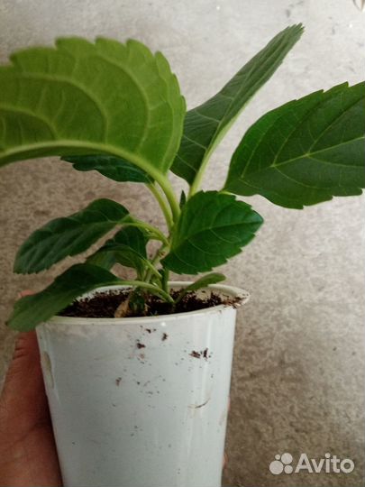 Гортензия крупнолистная