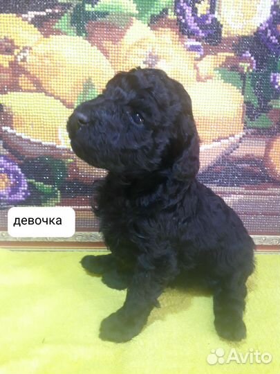 Карликовый пудель