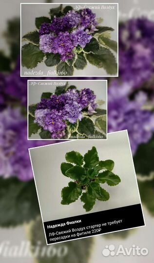 Сортовые фиалки