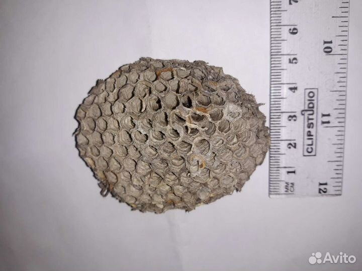 Осиное гнездо