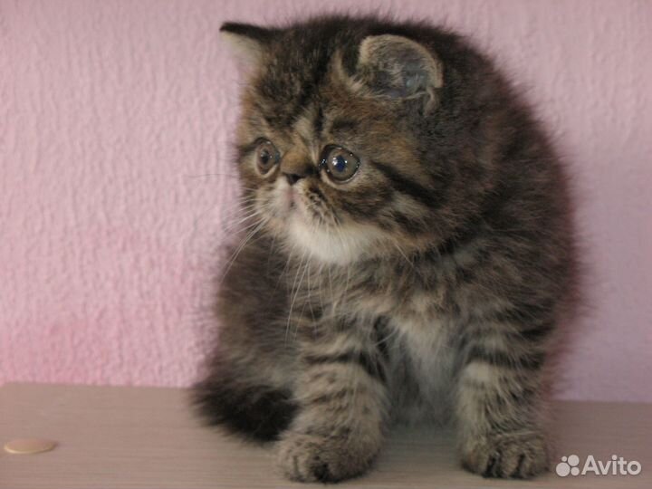 Котик